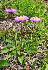 Erigeron thunbergii