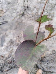 Eucalyptus brookeriana
