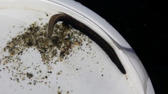 Odontosyllis polycera