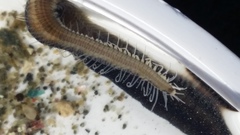 Odontosyllis polycera