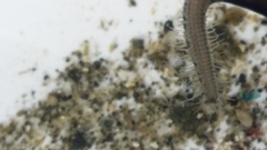 Odontosyllis polycera