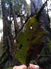 Eucalyptus brookeriana