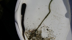 Odontosyllis polycera