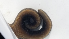 Odontosyllis polycera