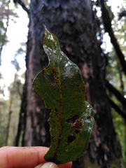 Eucalyptus brookeriana