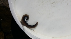 Odontosyllis polycera