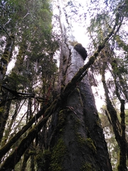 Eucalyptus brookeriana