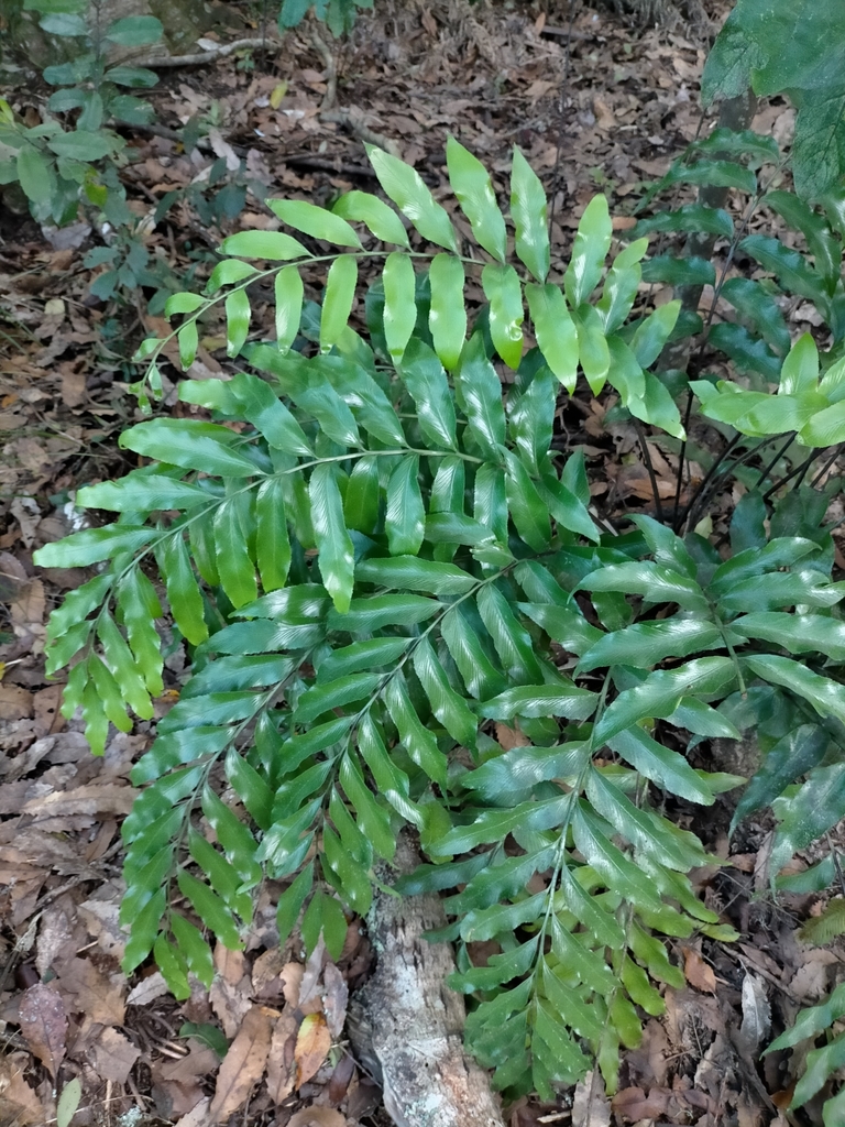 Shining Spleenwort From Whakarewarewa Rotorua New Zealand On August 15 2021 At 03 19 PM By