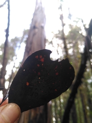 Eucalyptus brookeriana