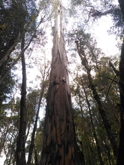 Eucalyptus brookeriana