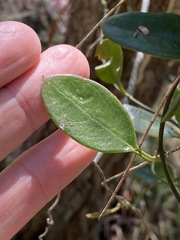 Vincetoxicum carnosum