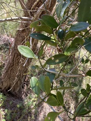 Vincetoxicum carnosum