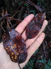 Eucalyptus brookeriana