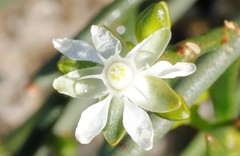 Macarthuria australis