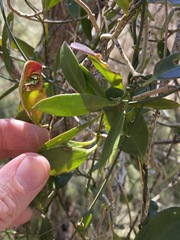 Vincetoxicum carnosum