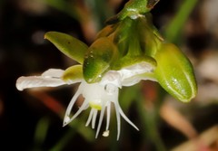 Macarthuria australis