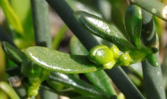 Macarthuria australis