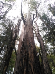 Eucalyptus brookeriana
