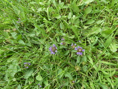 Prunella vulgaris vulgaris