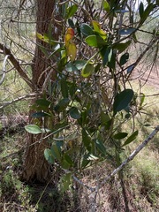 Vincetoxicum carnosum