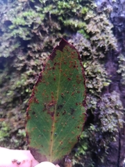 Eucalyptus brookeriana