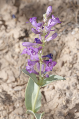Penstemon lentus