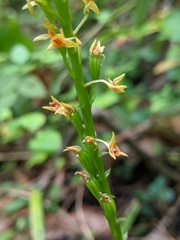 Malaxis spicata