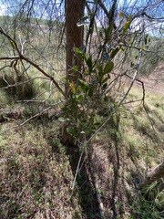 Vincetoxicum carnosum