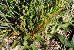 Macarthuria australis