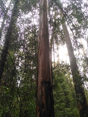 Eucalyptus brookeriana