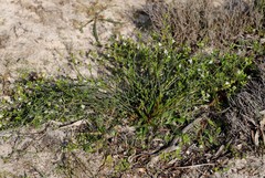 Macarthuria australis