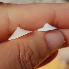 Calyptraea chinensis