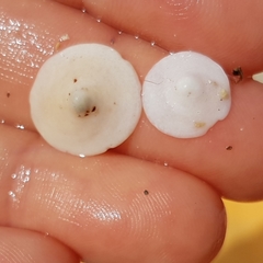 Calyptraea chinensis