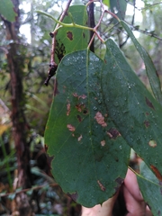 Eucalyptus brookeriana
