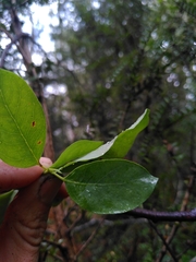 Eucalyptus brookeriana