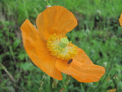 Papaver oreophilum