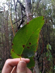 Eucalyptus brookeriana