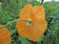 Papaver oreophilum