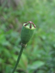 Papaver oreophilum