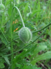 Papaver oreophilum