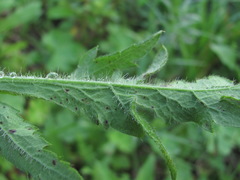 Papaver oreophilum