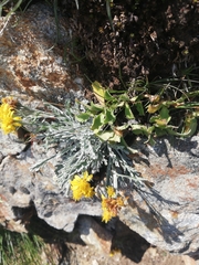 Jacobaea carniolica