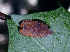 Lophopidae
