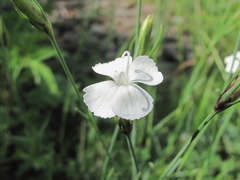 Dianthus cretaceus