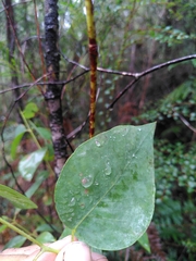 Eucalyptus brookeriana