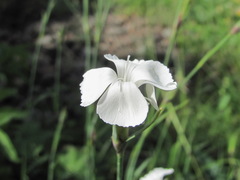 Dianthus cretaceus