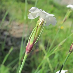 Dianthus cretaceus