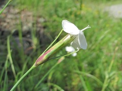Dianthus cretaceus