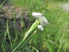 Dianthus cretaceus