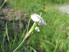 Dianthus cretaceus